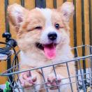 奶包大人