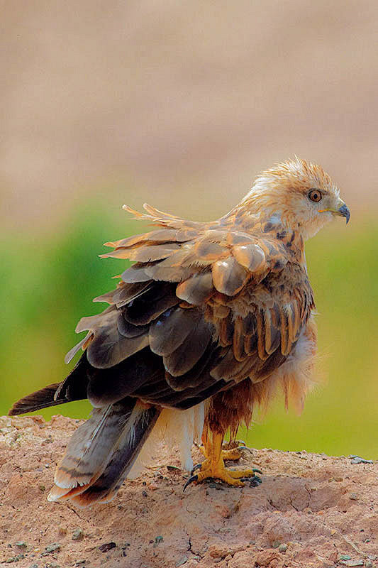 鹰形目鹰科鵟属棕尾 