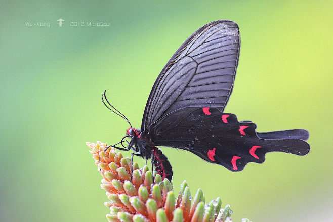 麝凤蝶byasaalcin悟空