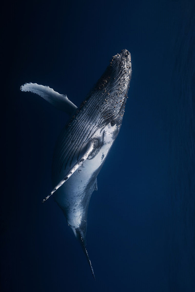 鲸目须鲸亚目须鲸科大翅鲸属座头鲸