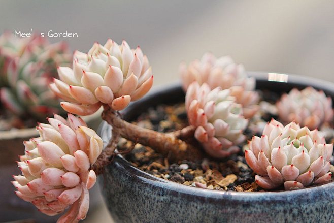 多肉植物#红爪