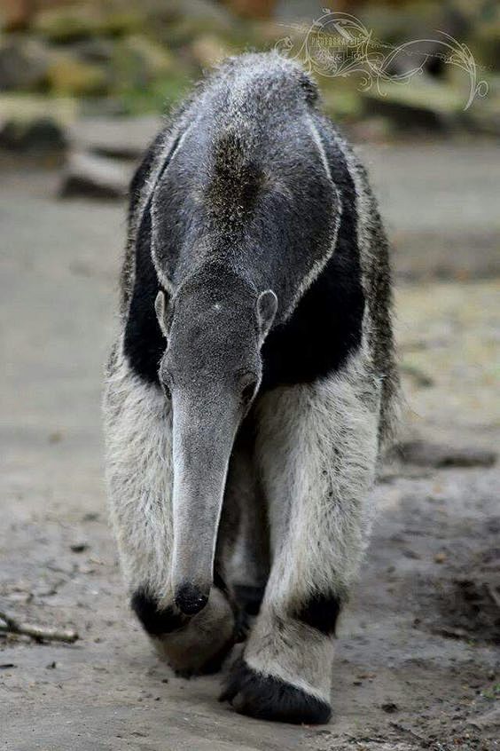 giantanteater