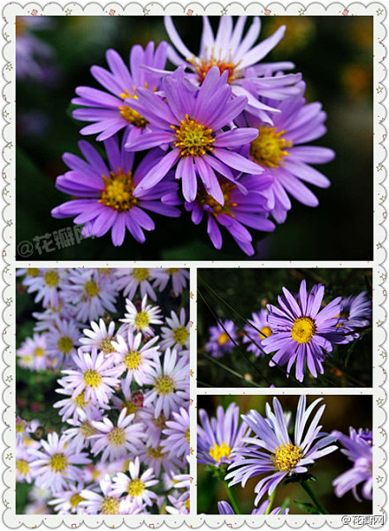 花瓣花语录#紫苑花,9月27日生日花,.