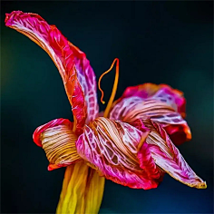 ·菩提心·采集到《花影迷离》