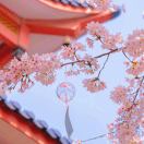 小小小麻雀