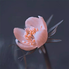 ·菩提心·采集到《花影迷离》