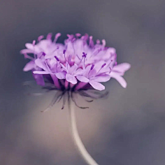 ·菩提心·采集到《花影迷离》