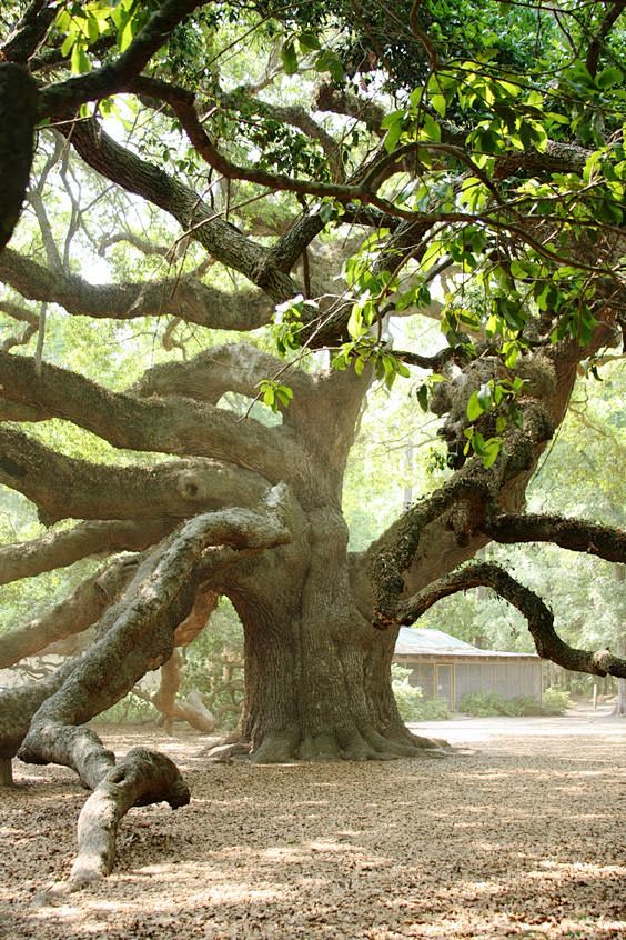 angeloaktreea1500yearoldoaktreeoutsideofcharlestonsouthcarolina