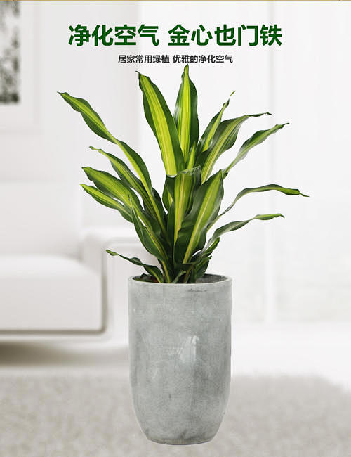 金心也门铁巴西铁