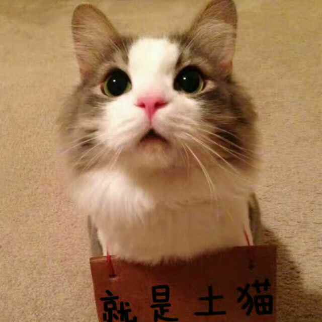 闪光光