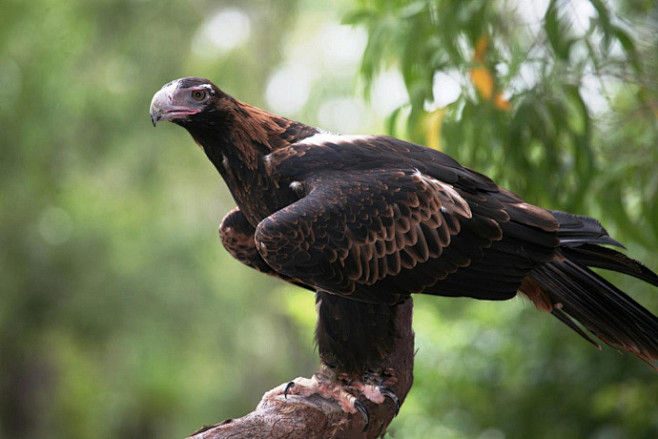 一般来说,凡是体型较大的,被鬼佬称之为"eagle"的鹰科掠食性猛禽即可