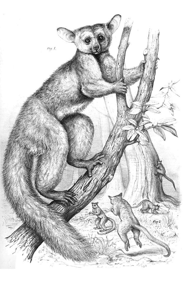 胭芷采集于2018-04-10 13:48:09猴手绘○黑白胭芷该采集也在以下画板