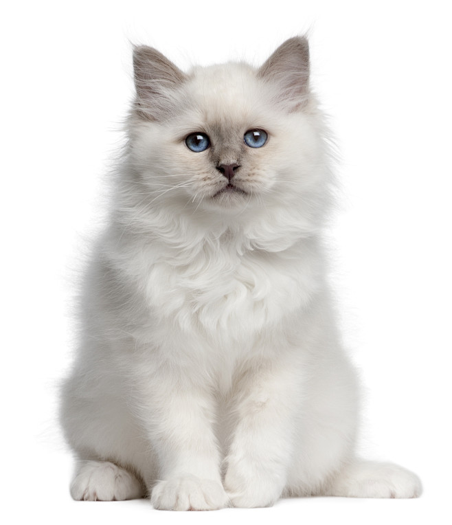 布偶猫猫