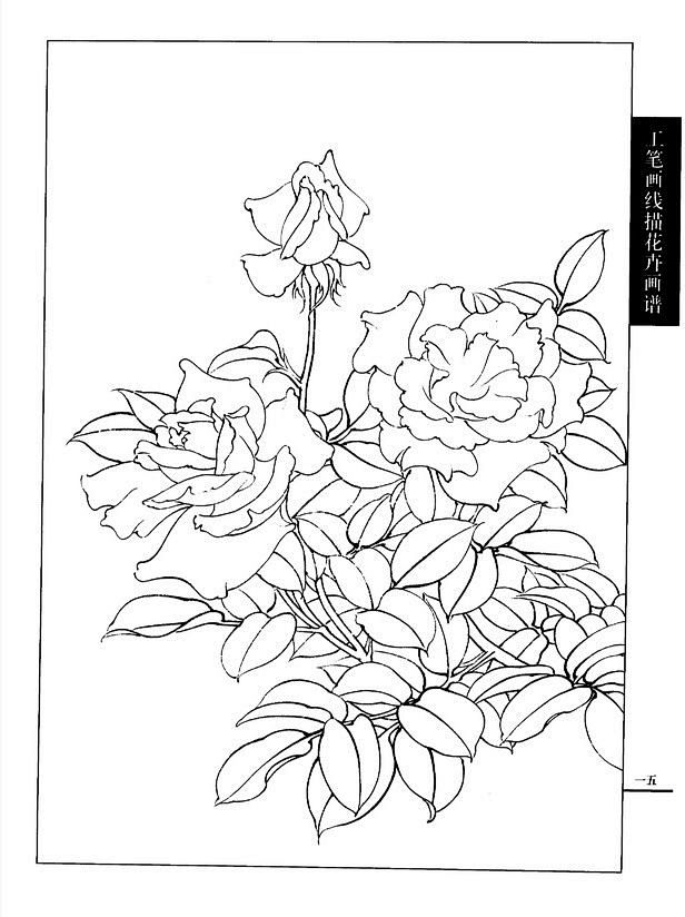 工笔画线描花卉画谱月季篇