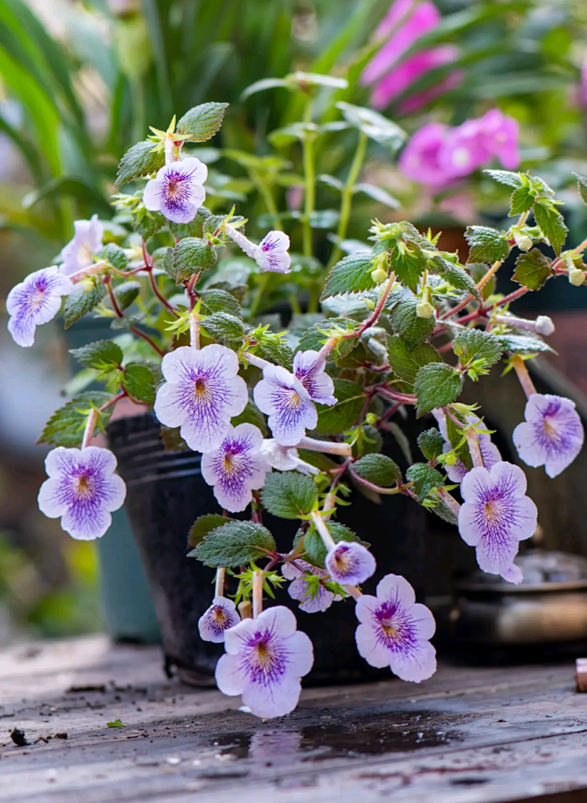 09:31:23长筒花奇花异草月河图集该采集也在以下画板加载更多