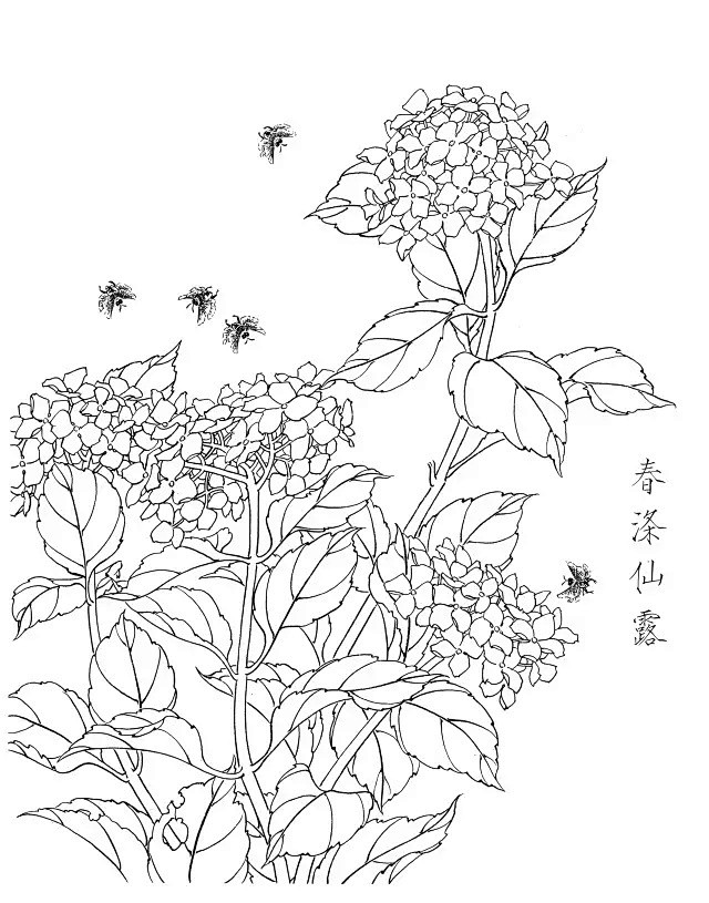 绣球花白描20幅