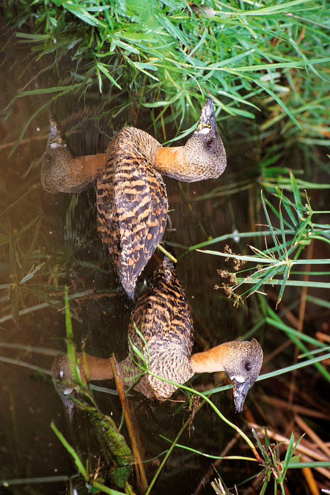 雁形目鸭科白背鸭属白背鸭