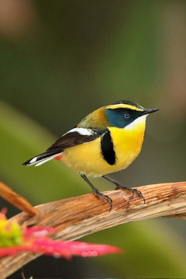 雀形目霸鹟科苇霸鹟属多色苇霸鹟