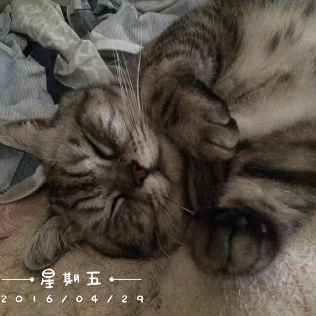 谢司令