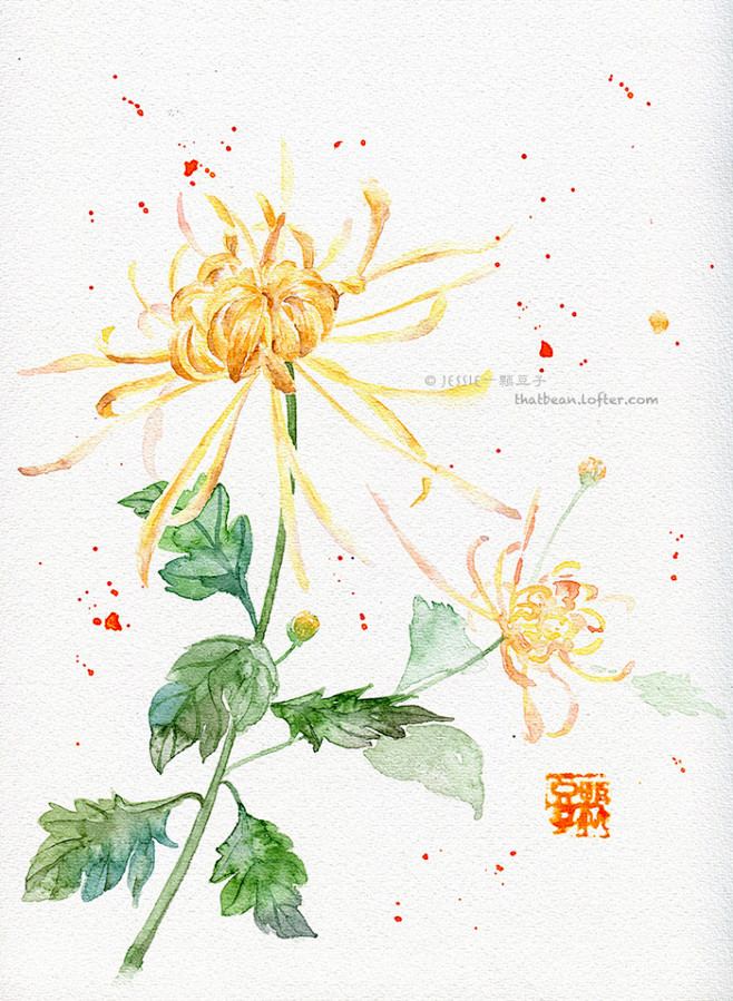 纭紫从冬日羊蹄甲转采于2017-02-24 21:56:20水彩插画——菊花古风