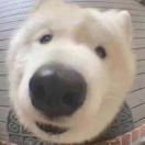 温良恭俭1111