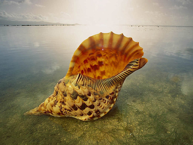 海螺