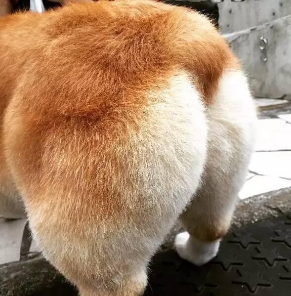 唆发咪来哆