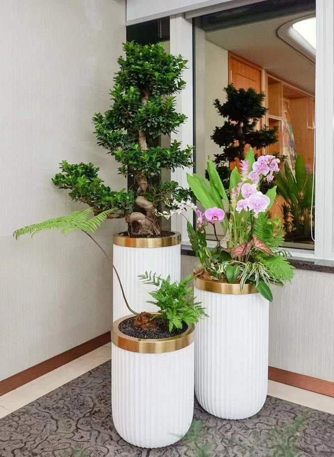 13:46:09办公室组合盆栽,蝴蝶兰组合盆景,会议室组合盆栽花艺,绿植