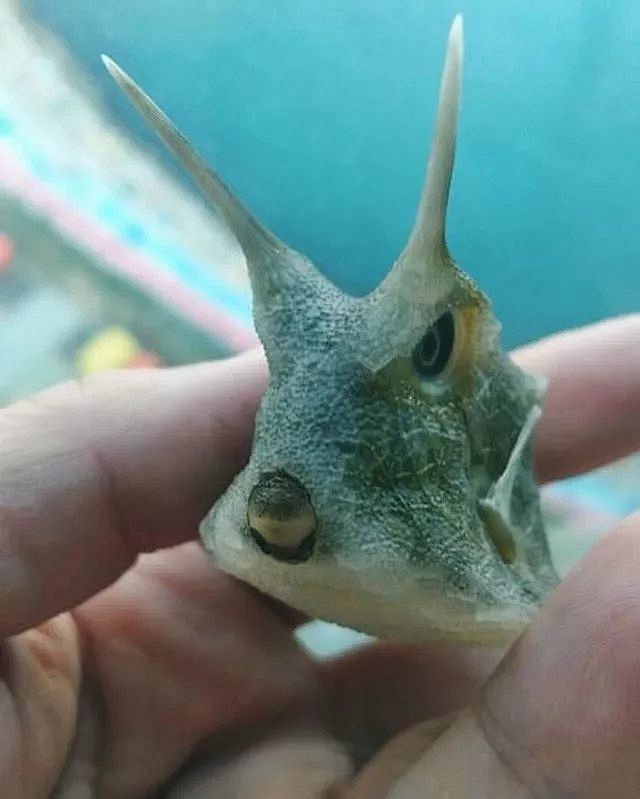 前方高能预警海底那么深鱼随便长长怎么了还记得之前的俄罗斯渔民