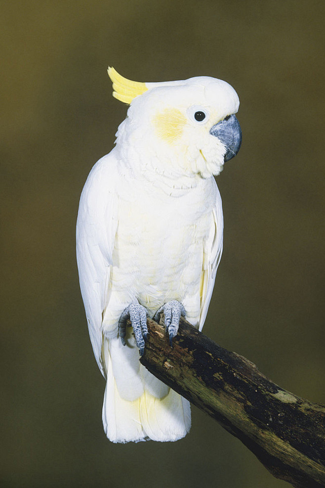鹦形目凤头鹦鹉科白凤头鹦鹉属葵花鹦鹉
