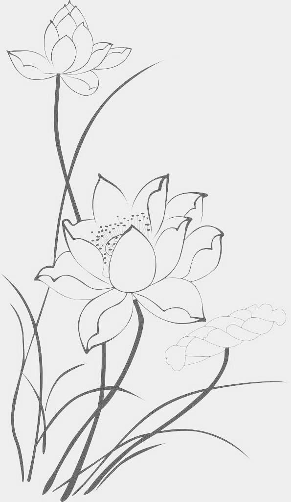 hisy从世界名画收集者—洁儿转采于2019-08-30 15:48:13工笔线稿荷花