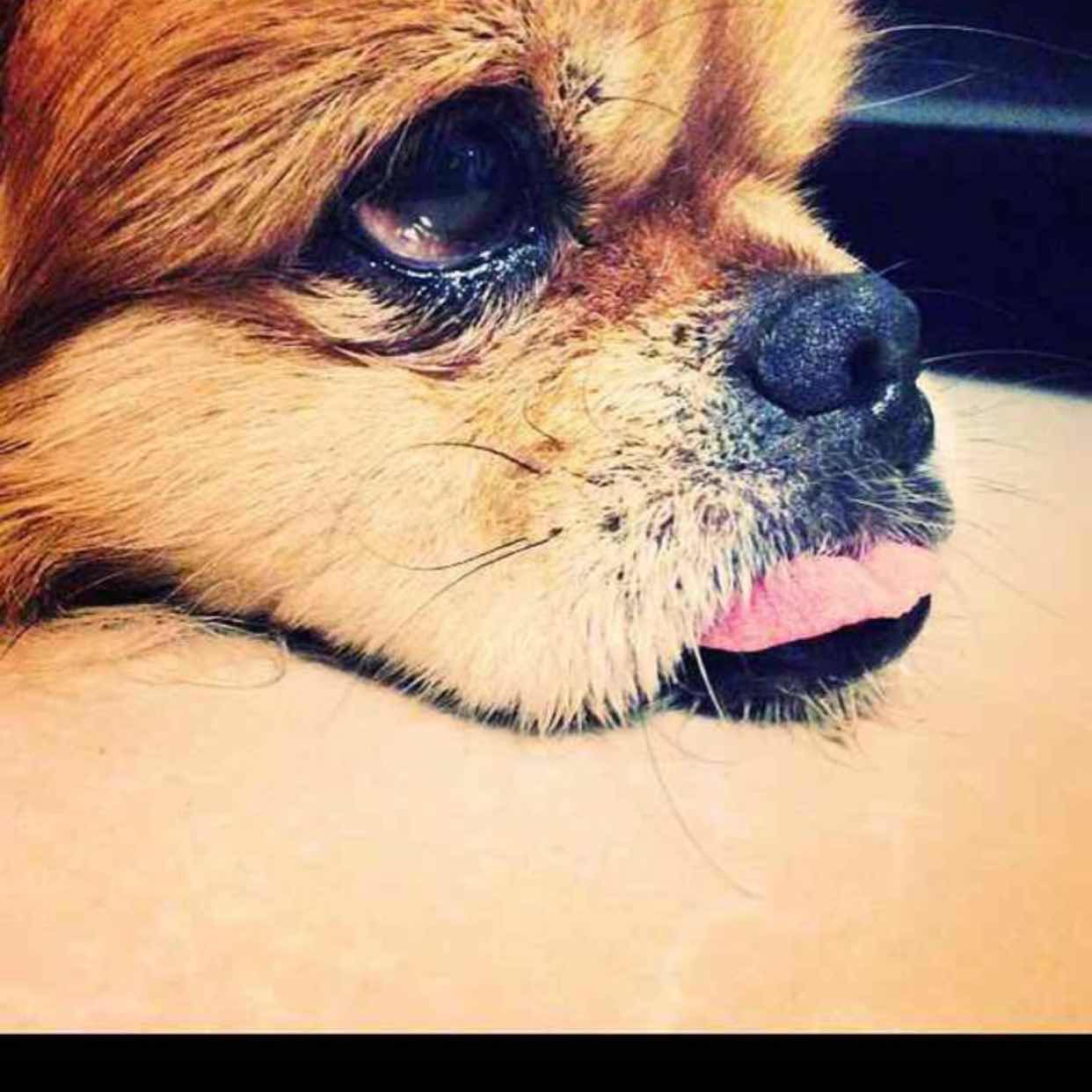 黑猫不哭__