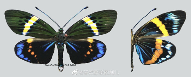 西南地区昆虫记录# 一组云南地区的斑蛾.