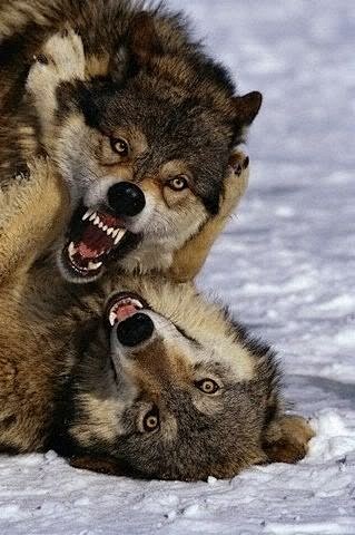 两只狼打架图片