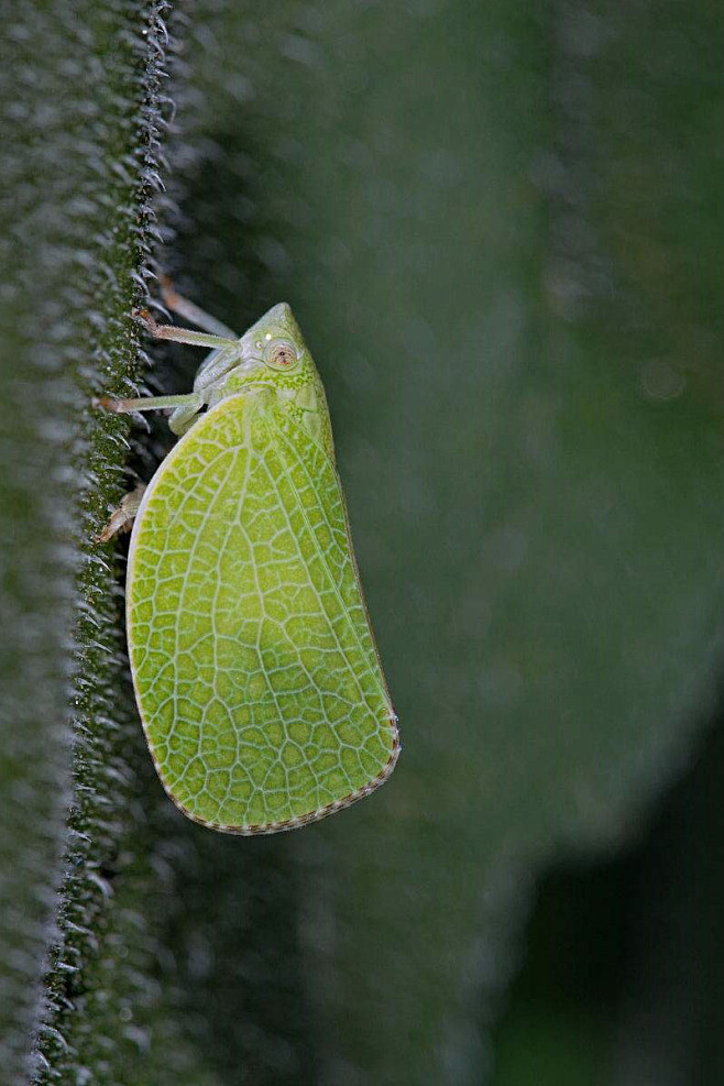 同翅目蜡蝉科蜡蝉属蛾蜡蝉