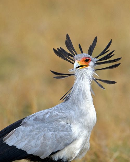 secretarybird