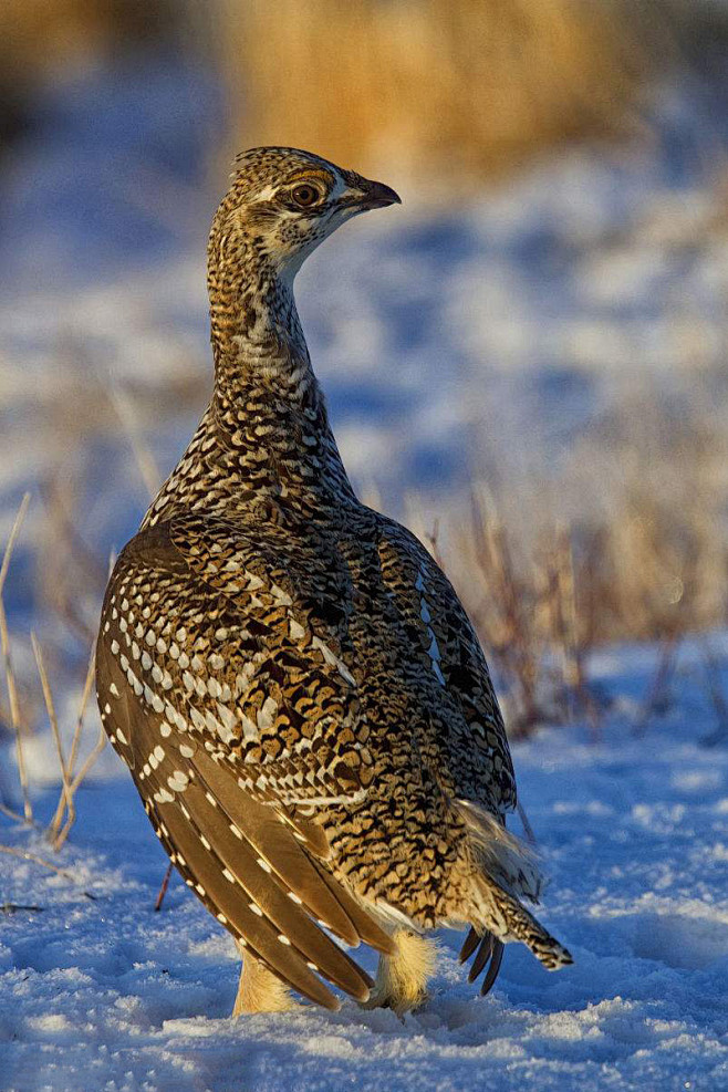 鸡形目雉科草原松鸡属尖尾松鸡雌
