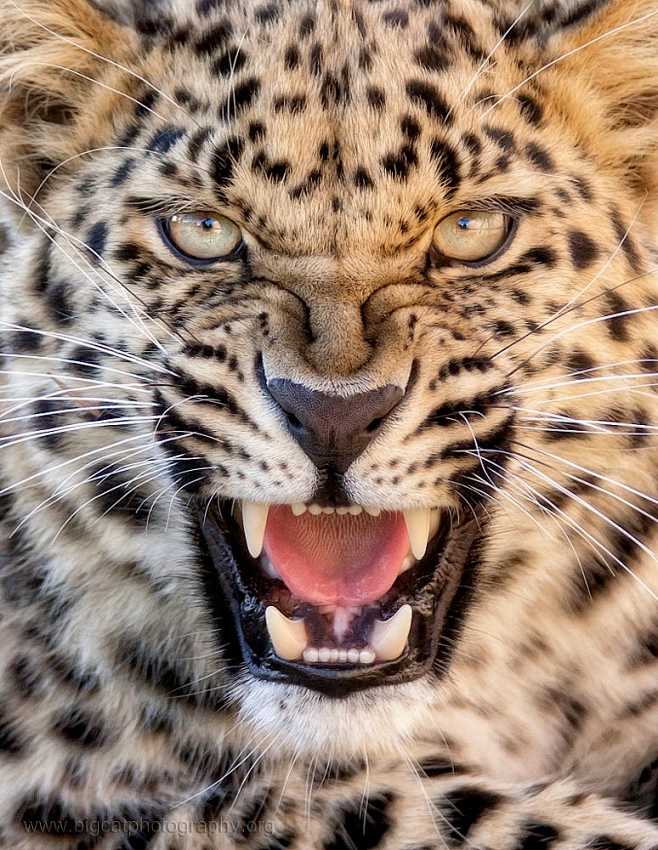 readytobescaredbybigcatphotosukon500px