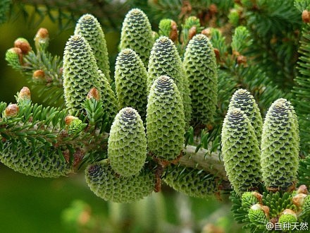 朝鲜冷杉学名abieskoreana原生于韩国高山地区及济州岛为松科冷杉属