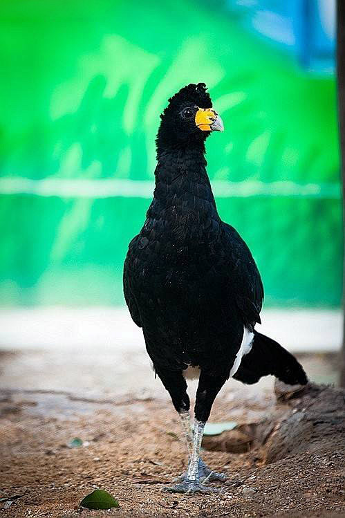 鸡形目凤冠雉科凤冠雉属黑凤冠雉