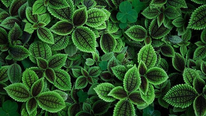 general 5120x2880 photography green plants leaves