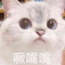 _山桃犬槐
