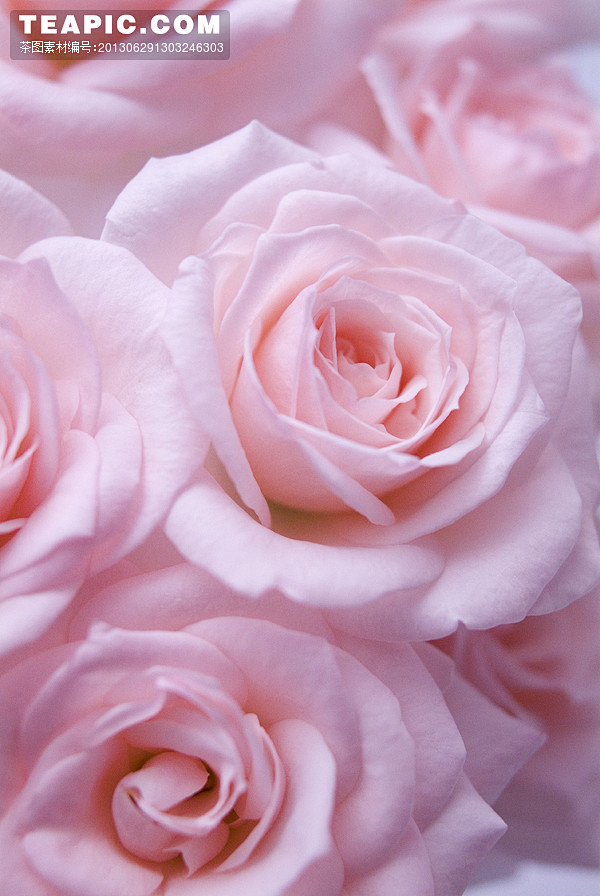 粉色玫瑰花的花语是什么意思(粉色玫瑰花语是什么意思 寓意)