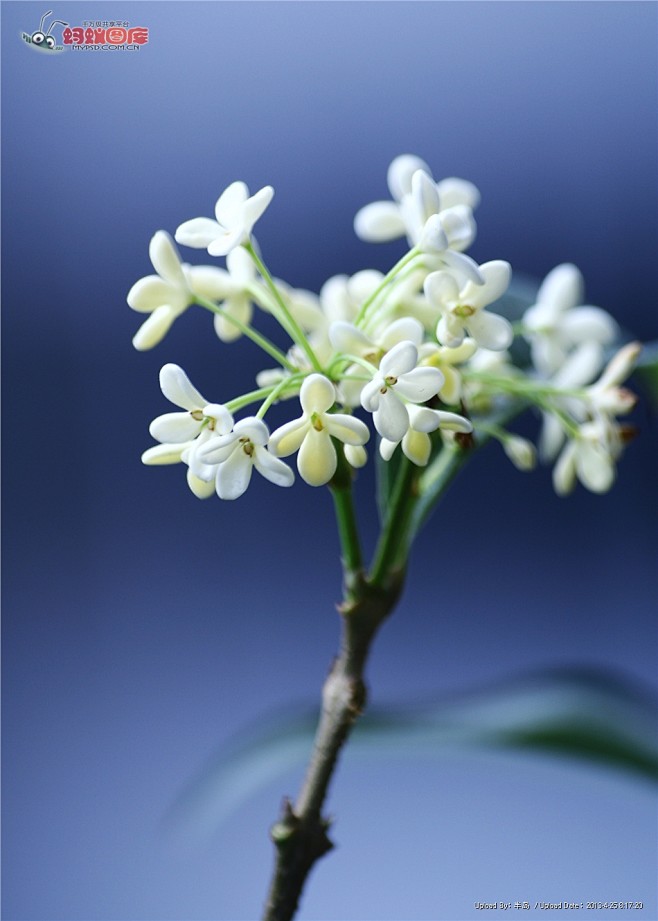 桂花摄影图片素材