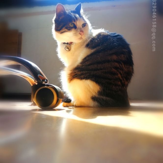 吃石头鱼的猫