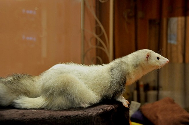 慢慢地雪貂作为家养小宠物越来越受欢迎玛雪儿家族于是将兴趣变成事业