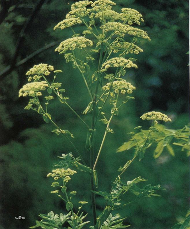 蕲茞,蘼芜,芎藭苗,川穹_川穹图册_百度百科
