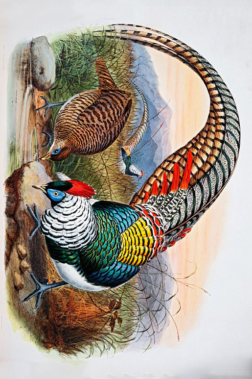 鸡形目雉科锦鸡属白腹锦鸡