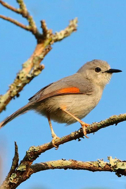 雀形目扇尾莺科红翅灰莺属红翅灰莺