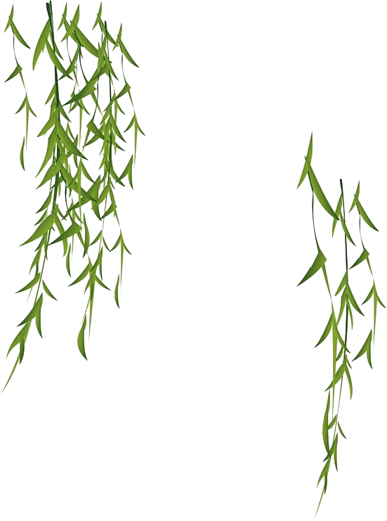 垂柳柳树柳叶力图片素材